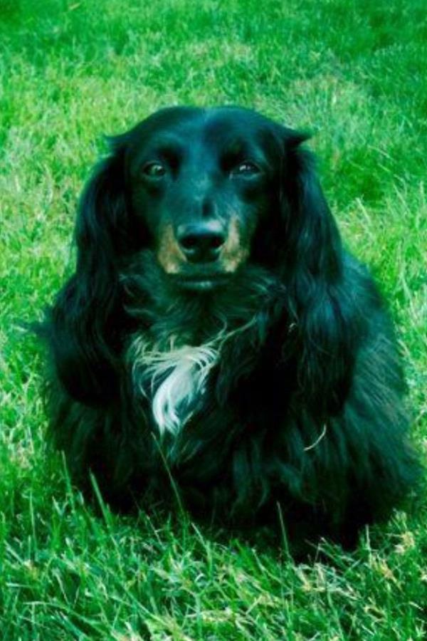 /Images/uploads/Minnesota Spay Neuter Assistance Program/MNSNAP/entries/9476thumb.jpg